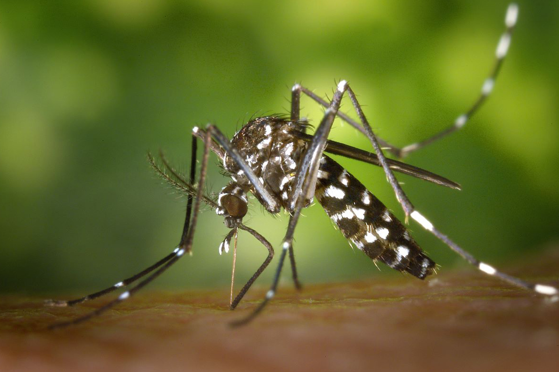 Explican diferencias entre el mosquito transmisor del dengue y el mosquito silvestre